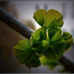 gingko goes frühling...