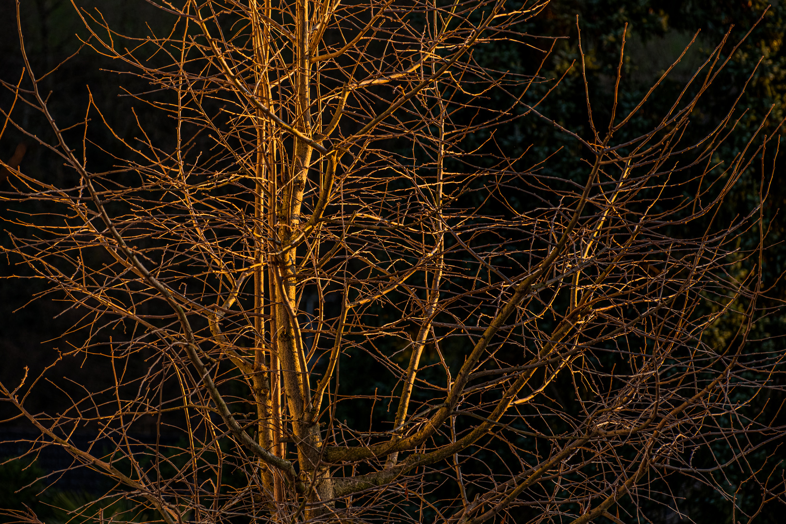 Gingko im Abendlicht