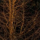 Gingko im Abendlicht