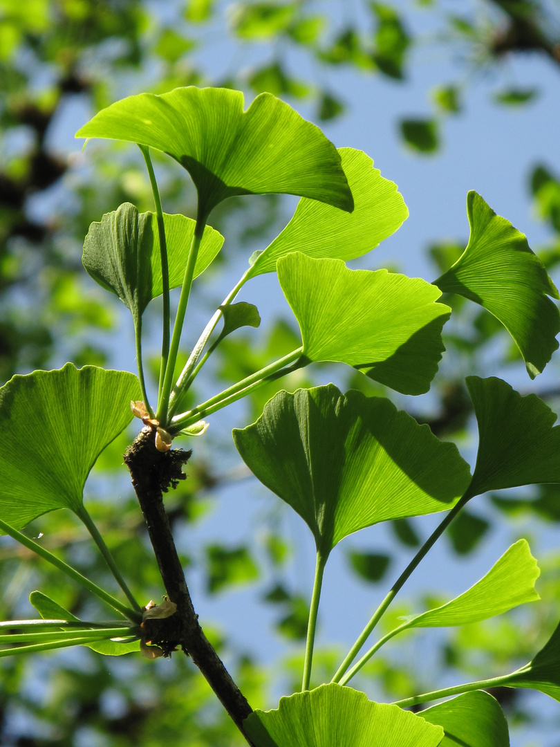 Gingko im Frühling