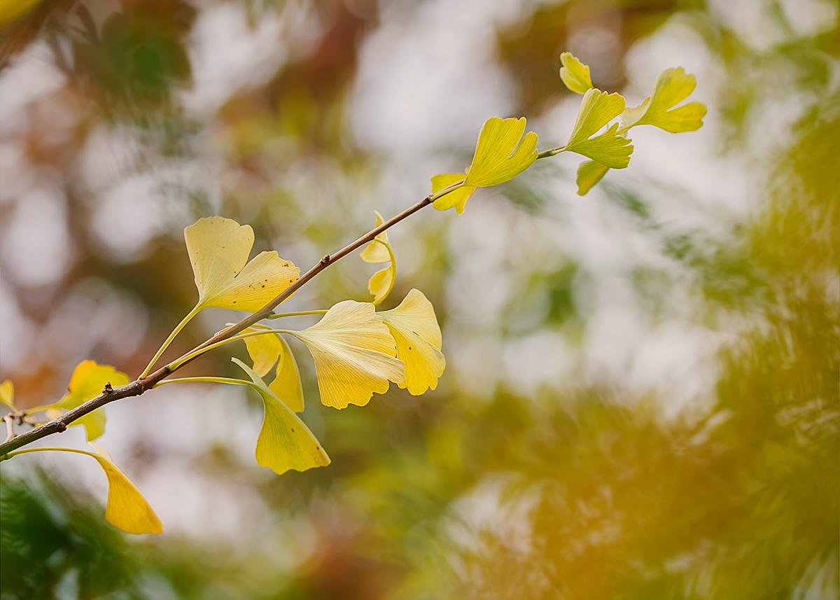 Gingko im Herbst