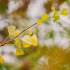 Gingko im Herbst