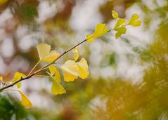 Gingko im Herbst