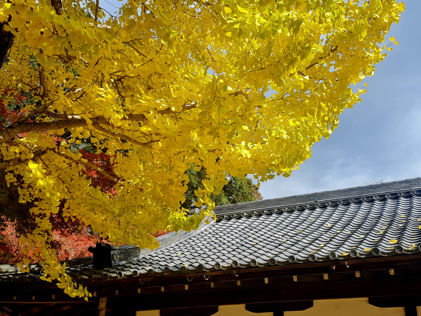 Gingko im Herbst 