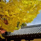 Gingko im Herbst 