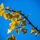 Gingko im Herbst