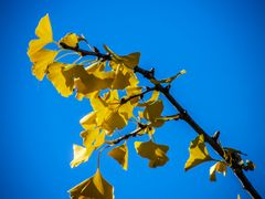 Gingko im Herbst