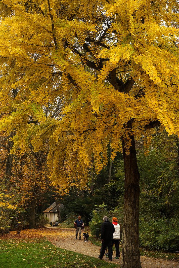 Gingko im Herbst