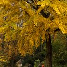 Gingko im Herbst