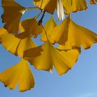 Gingko im Herbst