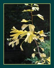 Gingko im Herbstkleid