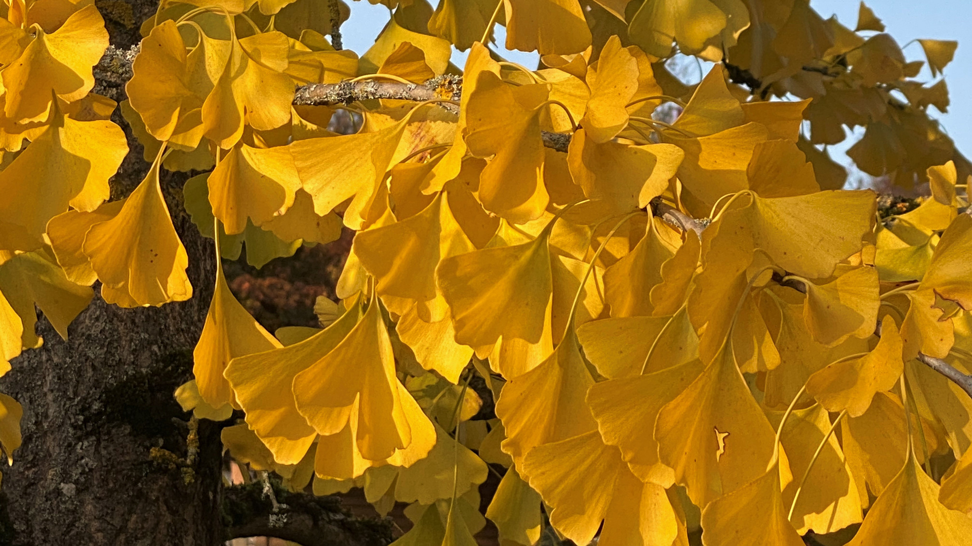 Gingko im Herbstkleid