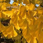 Gingko im Herbstkleid