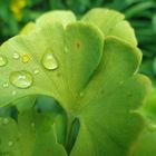 Gingko im Regen