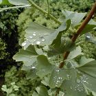 Gingko im Regen