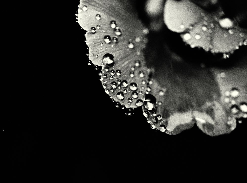 Gingko im Regen