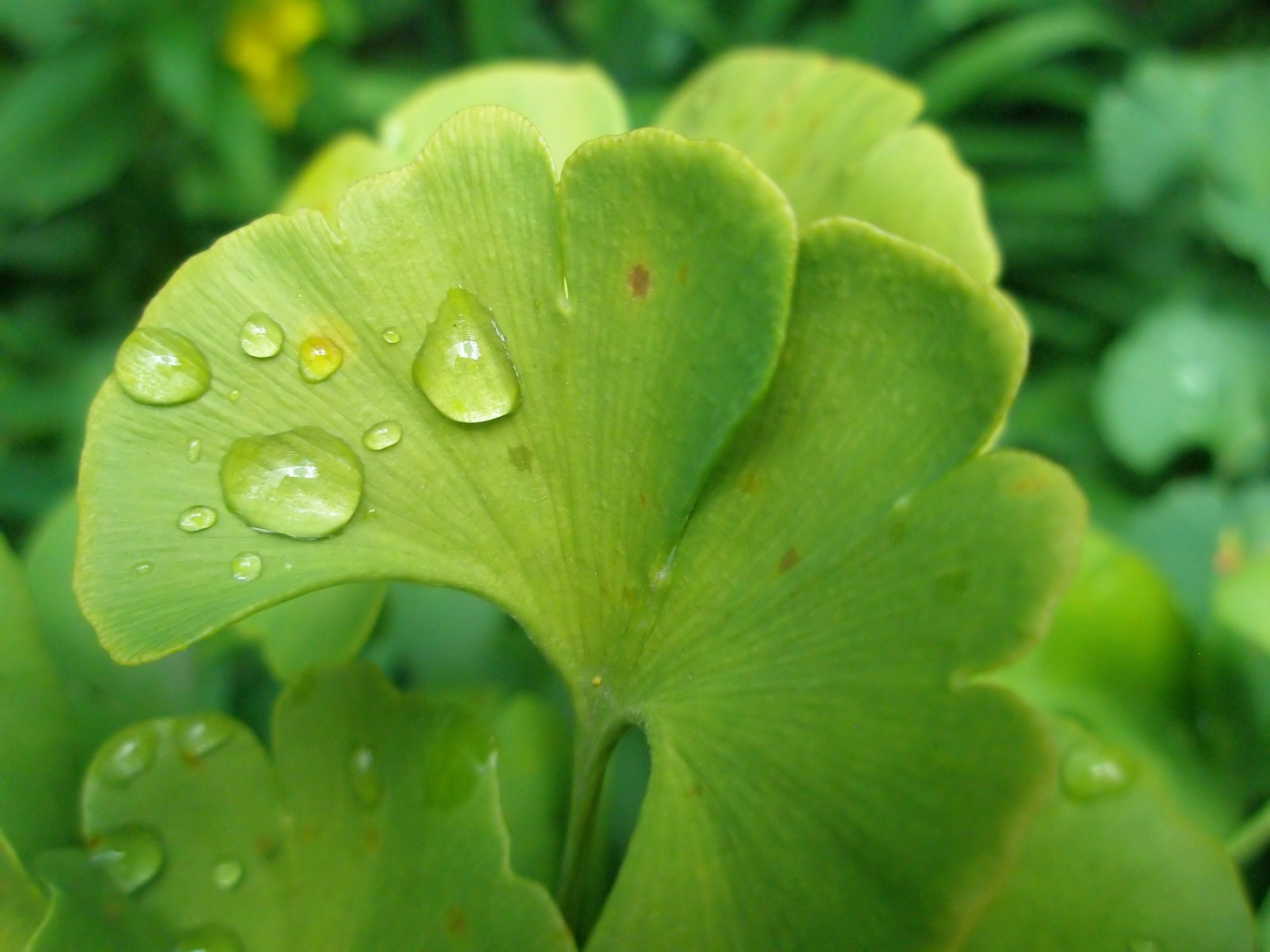 Gingko im Regen -reloaded-