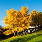 Gingko in Flammen