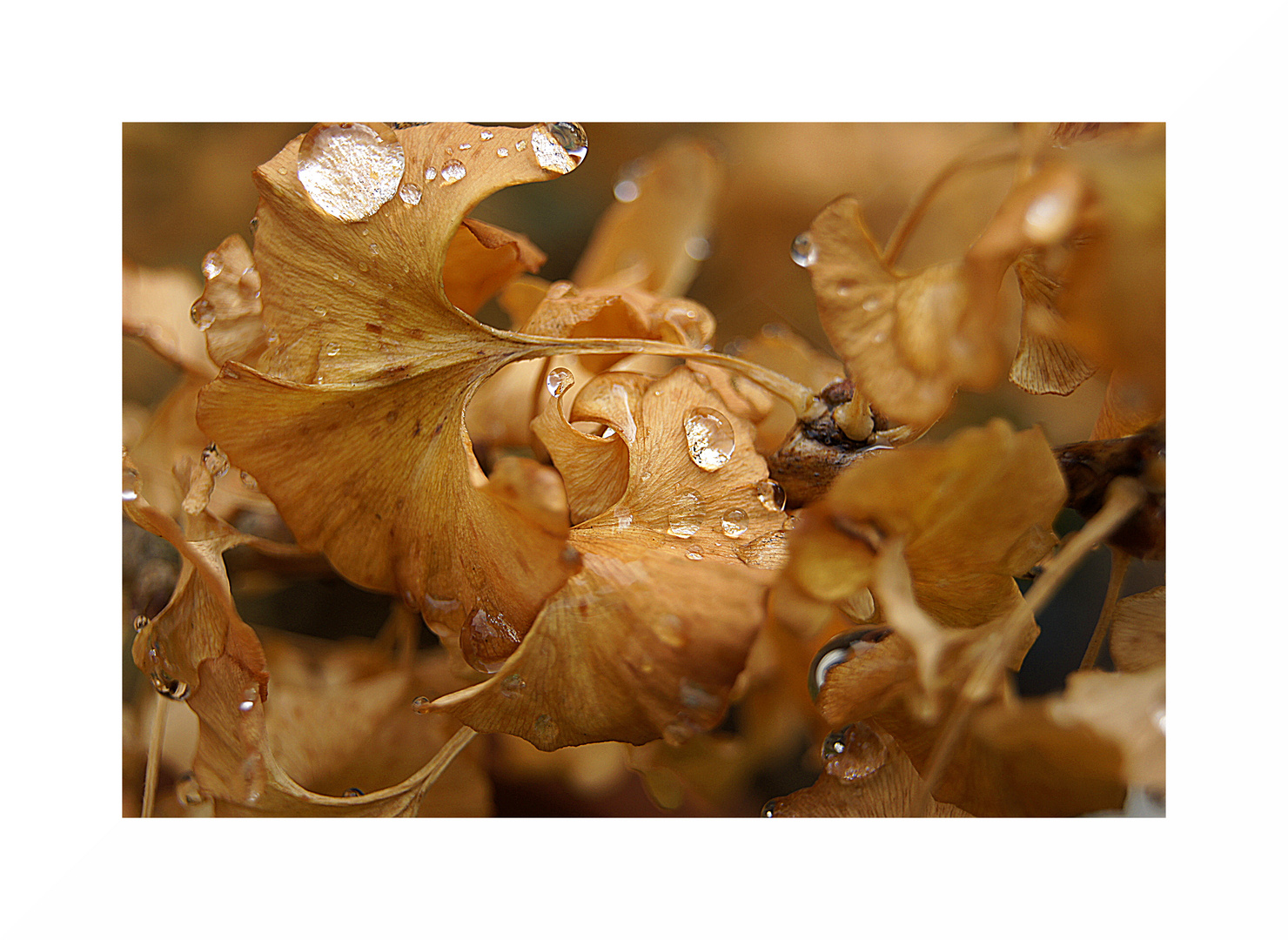 Gingko in Herbstfarbe nach Regen