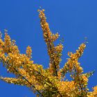 Gingko in leuchtendem Gelb