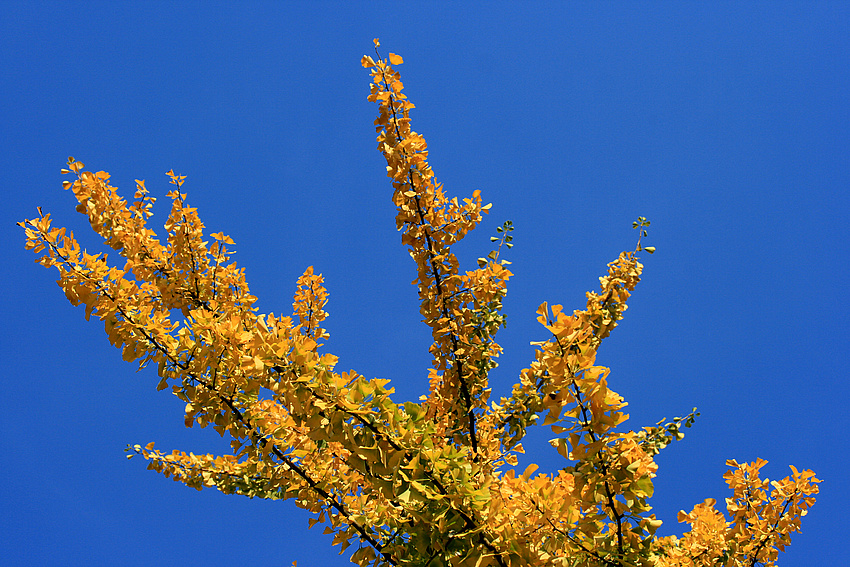 Gingko in leuchtendem Gelb