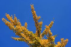 Gingko in leuchtendem Gelb