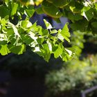 Gingko Leaves