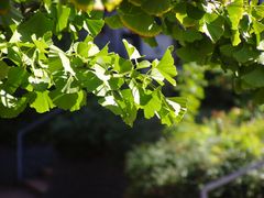 Gingko Leaves