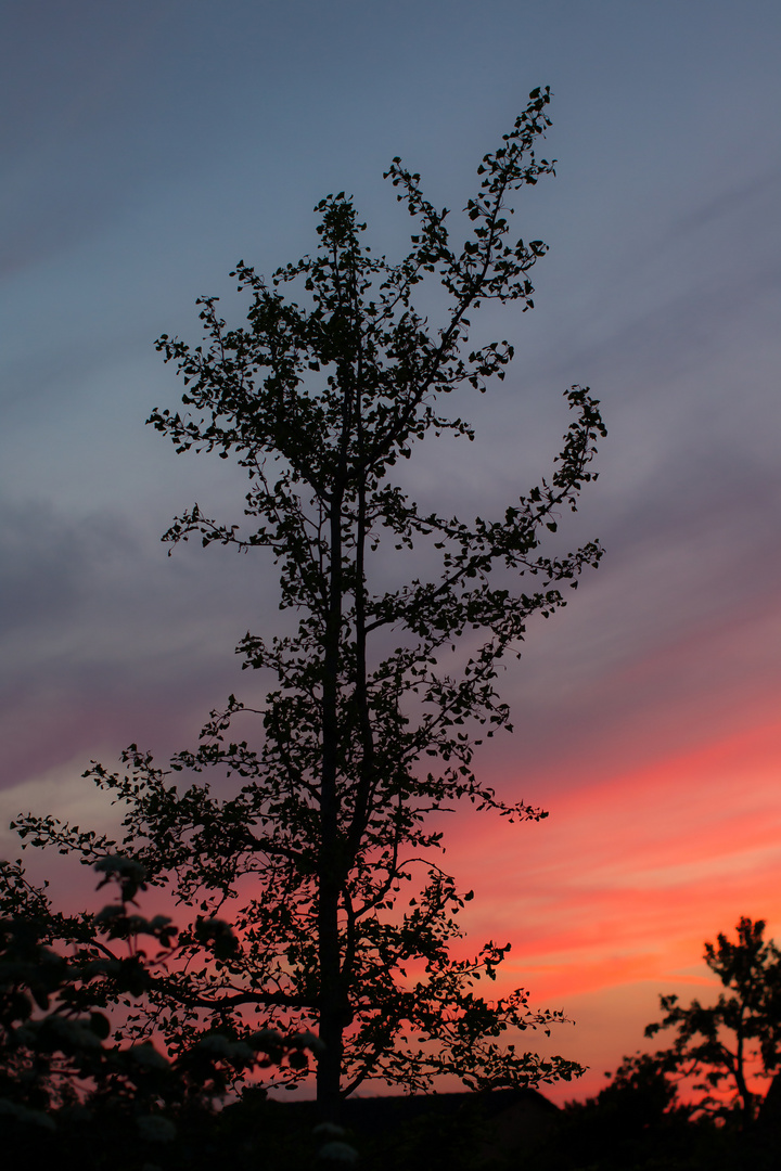 Gingko mit sunset