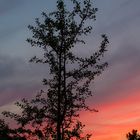 Gingko mit sunset