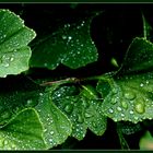 Gingko nach einem Regen ...