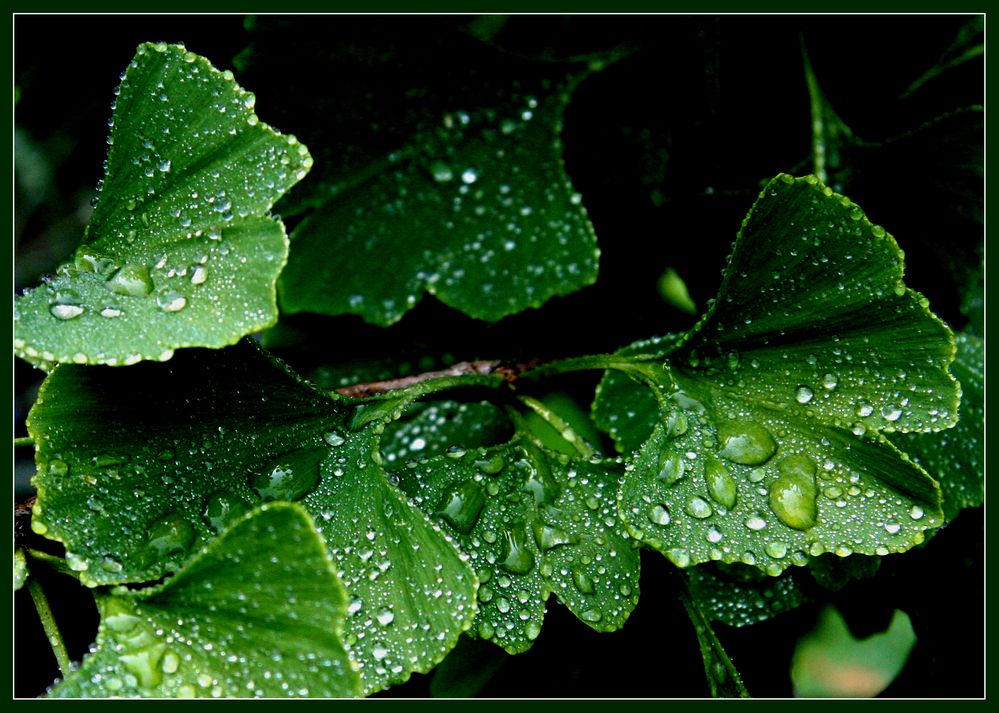 Gingko nach einem Regen ...