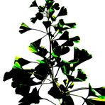 Gingko Studie 2014