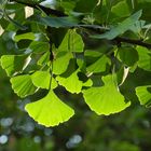 Gingko Tree I