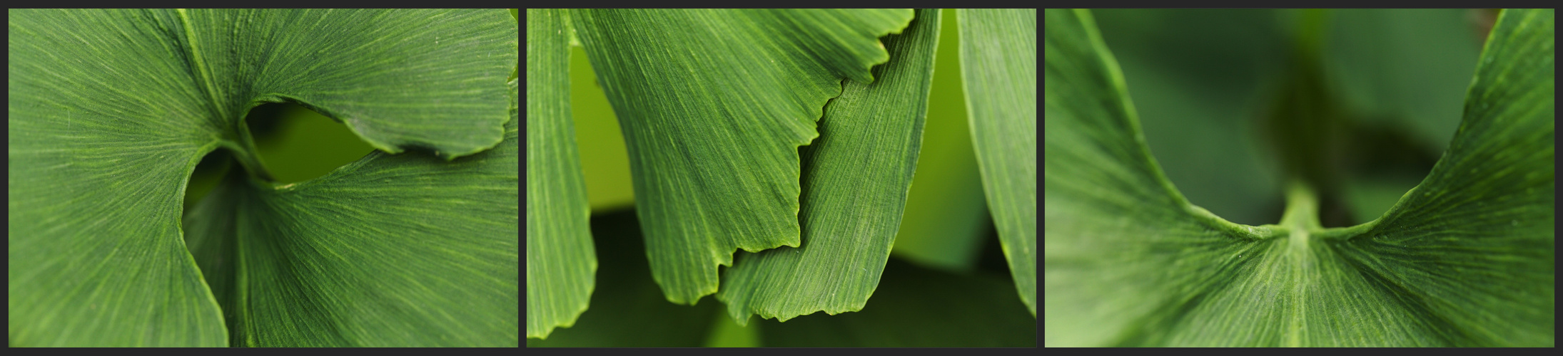 Gingko Triptychon