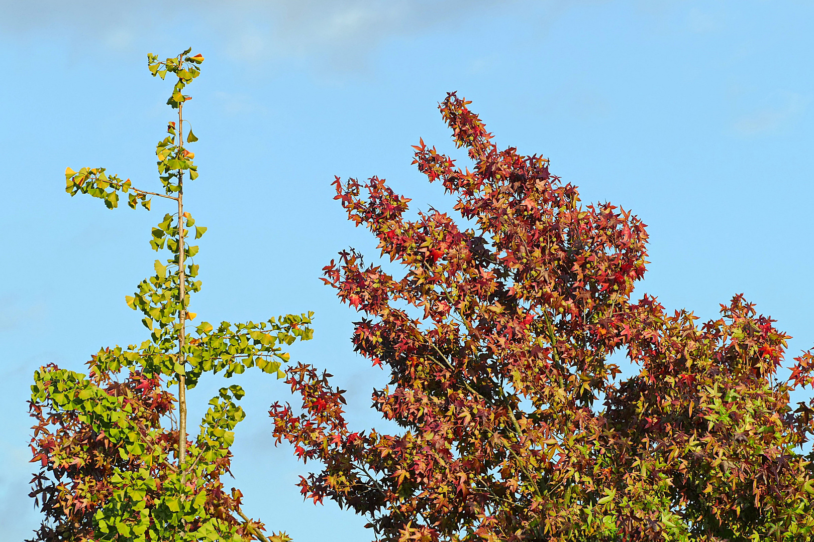 Gingko und Amber stehn nebeneinander Foto &amp; Bild | bäume, natur, herbst ...