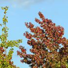 Gingko und Amber stehn nebeneinander