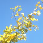 Gingko -Zweig vor blauem Himmel