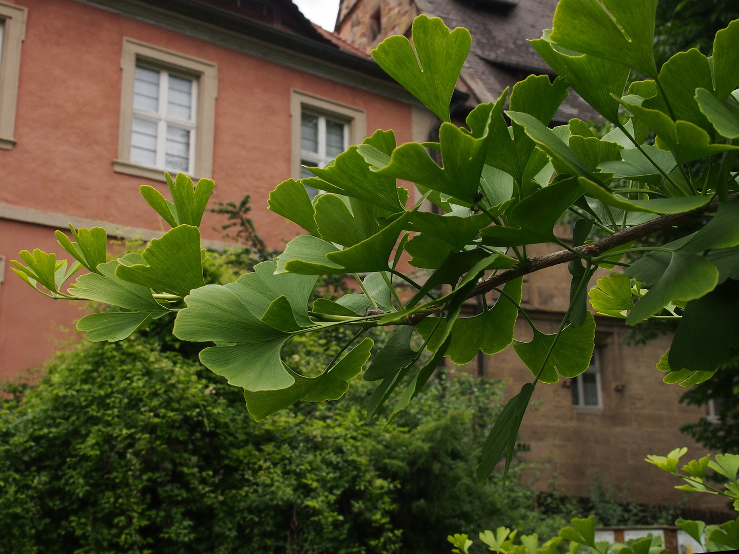 Gingkobaum