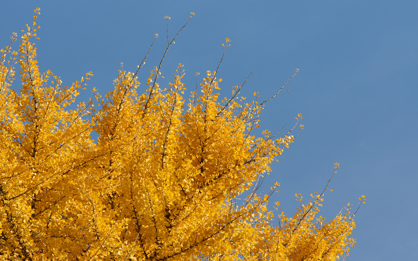 Gingkobaum im Herbstkleid