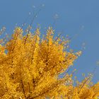 Gingkobaum im Herbstkleid