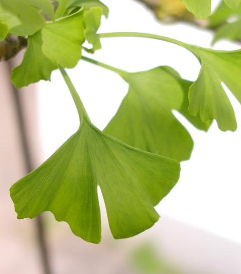 Gingkoblätter