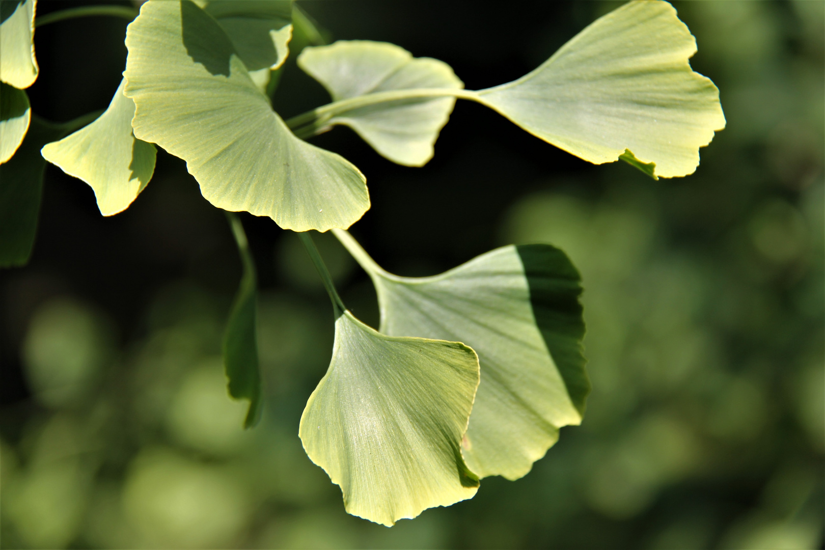 Gingkoblätter