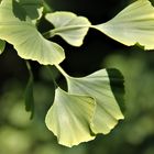 Gingkoblätter