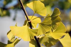 Gingkoblätter im Sonnenlicht