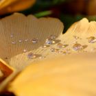 Gingkoblätter-Teppich am morgen