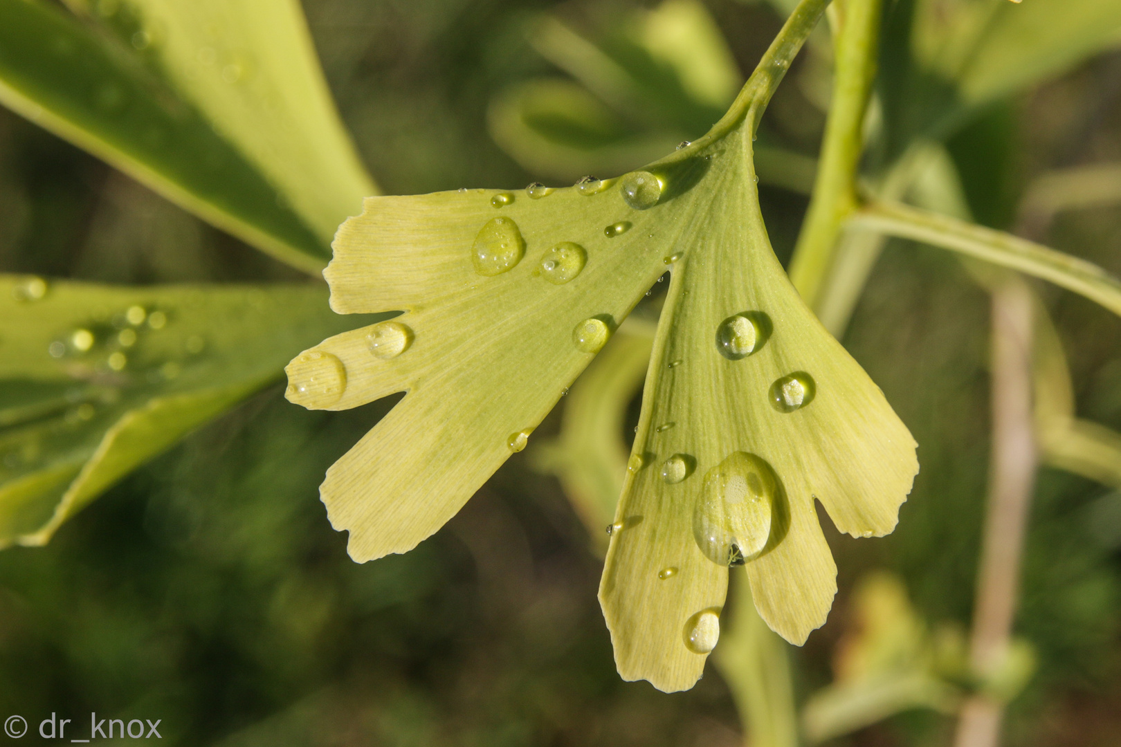 Gingkoblatt