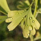 Gingkoblatt