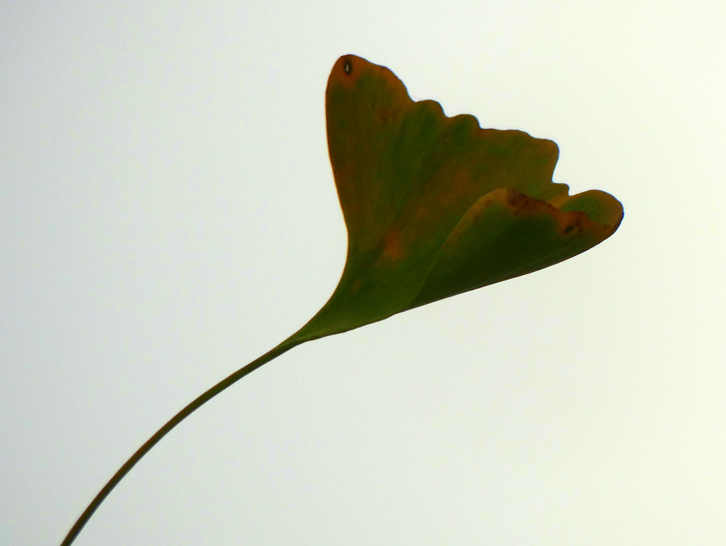 Gingkoblatt