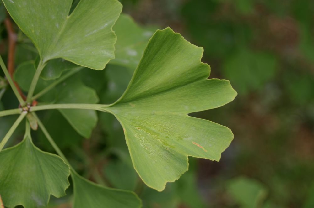 Gingkoblatt